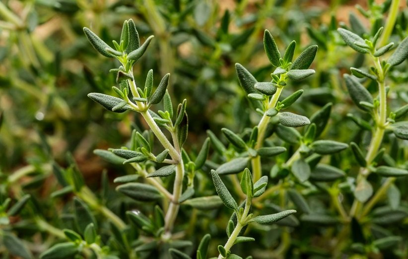 خواص آویشن برای سرماخوردگی